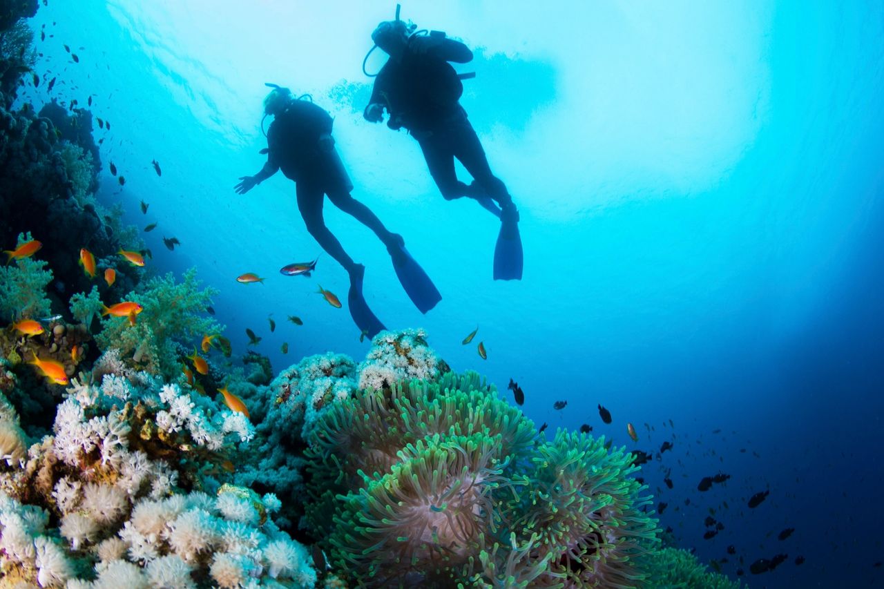 Two scuba divers swimming above a coral reef